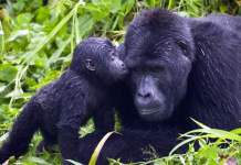 Cierran parques en África por temor a que gorilas se contagien de coronavirus