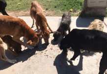 Capital: durante la cuarentena asisten con alimento a perros de la calle
