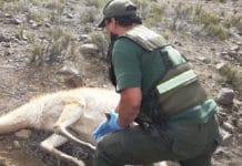 Un empleado de Ambiente fue detenido por cazar en una reserva de Ullum