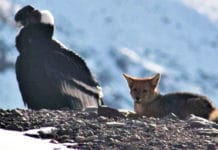 Mendoza: fotografiaron a un cóndor y un zorro juntos en el Aconcagua