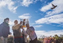 Rivadavia: liberaron aves luego de ser rehabilitadas en el Faunístico