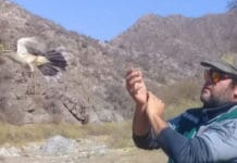 San Juan: liberaron aves rescatadas en distintos operativos