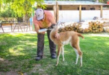 Rivadavia: el Faunístico abrió sus puertas y siguen las visitas este lunes