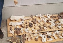 Simulaban una mudanza pero estaban contrabandeando fósiles de dinosaurios a España