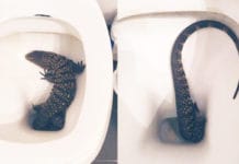 Video: fue al baño de su casa y se encontró con un lagarto