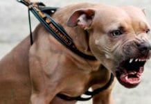 Pese a la Ley Lara los perros salvajes siguen atacando en San Juan