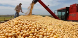 Pese a la cosecha récord, la liquidación de dólares del campo cayó 11% en el primer cuatrimestre