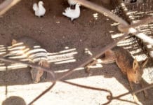 Humanos abominables: tenían un zoológico clandestino en Caucete