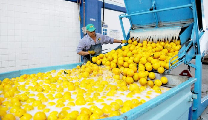 exportación-de-cítricos