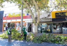 San Juan: en mayo se realizará una capacitación sobre Labores en el Arbolado Público
