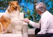 Murió Dylan, el perro de Alberto Fernández