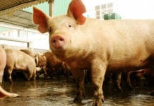 Argentina declaró alerta sanitaria por el avance de la Peste Porcina africana