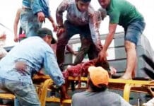 Santiago del Estero: un tren chocó un camión con vacas y vecinos las faenaron