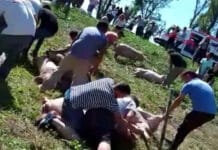 Córdoba: volcó un camión que transportaba cerdos y la gente se llevó los animales