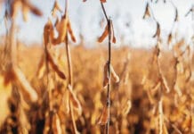 El Gobierno reabrió las exportaciones de harina y aceite de soja