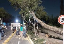 Ciudad de San Juan activó líneas de asistencia al vecino por las complicaciones que causó el viento Zonda