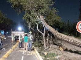 Ciudad de San Juan activó líneas de asistencia al vecino por las complicaciones que causó el viento Zonda
