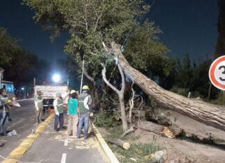 Ciudad de San Juan activó líneas de asistencia al vecino por las complicaciones que causó el viento Zonda