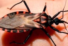 Advierten que la pandemia dejó de lado las medidas para combatir el Mal de Chagas