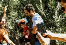 Día Nacional de la Olivicultura: San Juan celebra con diferentes actividades de oleoturismo
