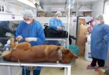 San Juan: continúa de manera intensiva la esterilización de mascotas