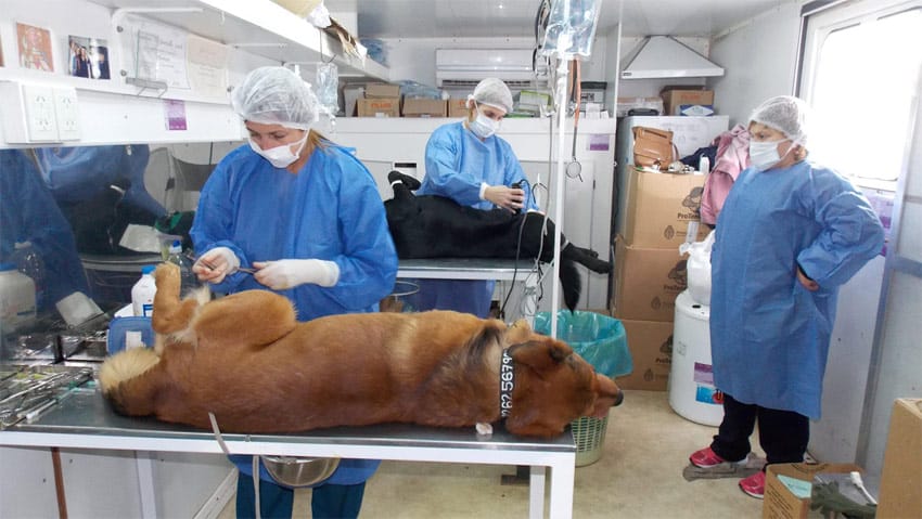 esterilizacion