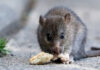 Hantavirus: se notificaron nuevos casos y la totalidad asciende a 47