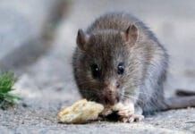 Hantavirus: el total de casos en Argentina ascendió a 102