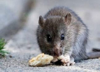 Hantavirus: el total de casos en Argentina ascendió a 102