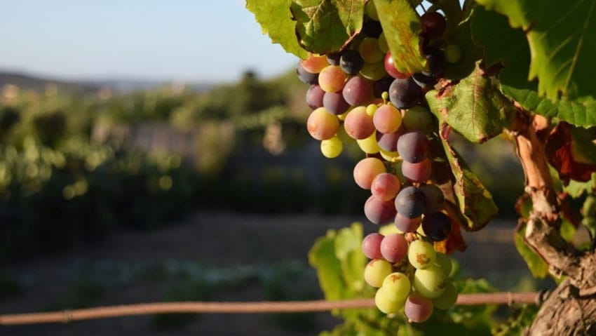 Uvas