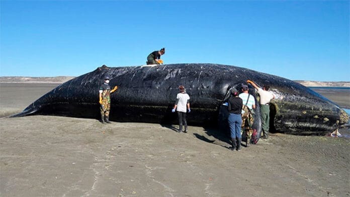 Ballenas-Chubut