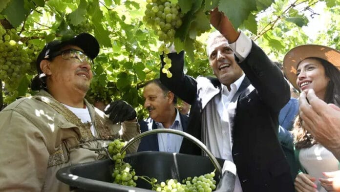 Massa-y-viñedo