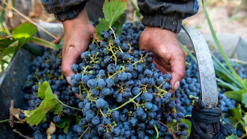 Uvas