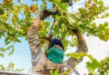 Crecieron las exportaciones vitivinícolas en los primeros 5 meses del año
