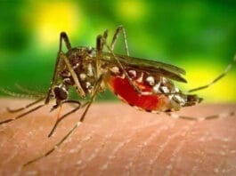 Se notificaron 258 casos nuevos de fiebre chikungunya