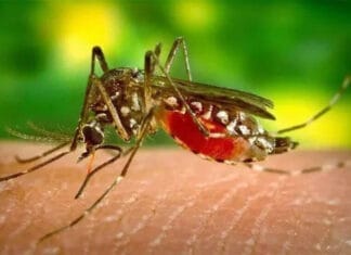 Confirmaron 268 casos nuevos de chikungunya en Argentina