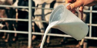 Se desplomó el consumo de leche y crecen los sustitutos lácteos más baratos