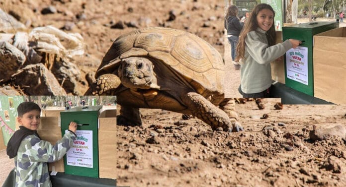 Tortuga-01