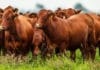 La faena vacuna cayó al nivel más bajo en décadas y el consumo de carne por habitante sigue en descenso