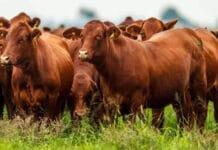 La faena vacuna cayó al nivel más bajo en décadas y el consumo de carne por habitante sigue en descenso