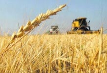 El Gobierno extiende la baja de retenciones para el trigo y la cebada pero deja afuera a la soja