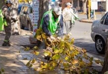 Continúa el Plan de Poda para mejorar la iluminación, seguridad y salud del arbolado de la Ciudad