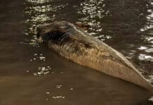Apareció otra ballena encallada en el Río de la Plata: es la segunda en menos de una semana