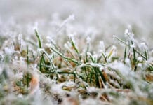 Declararon emergencia agropecuaria en Entre Ríos por heladas y granizo