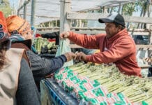 Más de 5.000 personas celebraron la Fiesta del Espárrago y el Alcaucil en Médano de Oro
