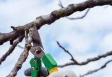 Secretaría de Ambiente informó el comienzo del período de poda en San Juan