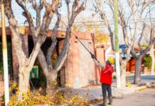 Avanza operativo de poda en Rivadavia para cuidar los árboles de manera segura