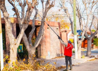 Avanza operativo de poda en Rivadavia para cuidar los árboles de manera segura