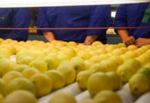 Las exportaciones de limón crecieron 36% interanual en valor y alcanzan el mayor nivel en 20 años