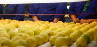 Las exportaciones de limón crecieron 36% interanual en valor y alcanzan el mayor nivel en 20 años